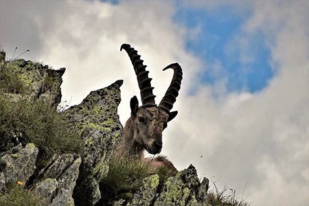 Anello Corno Stella e i suoi laghi da Foppolo, solo, in compagnia degli stambecchi il 7 luglio 2018 - FOTOGALLRY